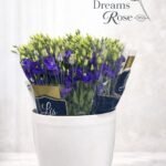 ايوستوما هولندية – جودة عالية