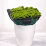 بيبي كريز الأخضر الهولندي